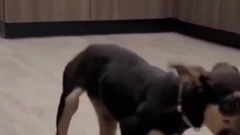 When a dog dance better than you