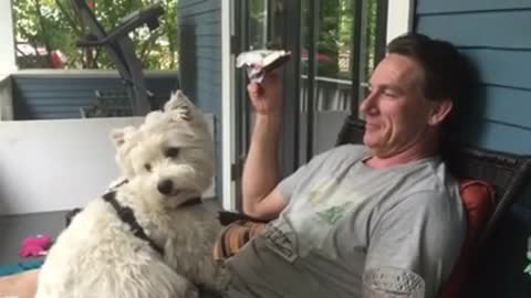 Westie dog adorably gives kisses on command