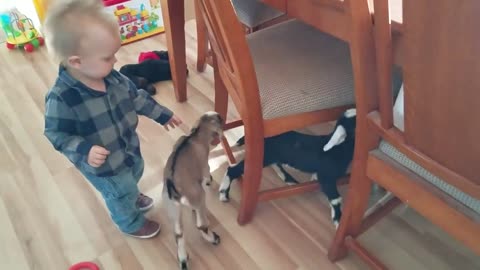 Baby Goats