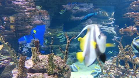 Soothing Stress Relief Music With Beautiful Coral Reef Fish, Relaxing, and Colorful Sea Life