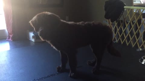 Giant puppy throws temper tantrum