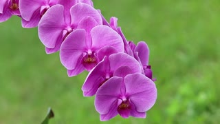 beautiful orchid flower when it blooms