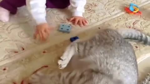 cat 🐈 vs babies funny shots 🤣😂