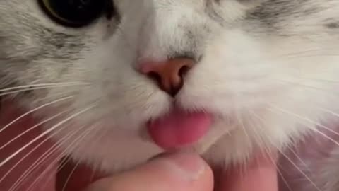 Cute Kitty Tongue Sticking Out