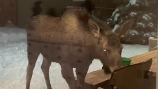 Baby Moose Being Nosy