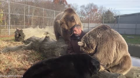 Man hangs out with orphaned bears