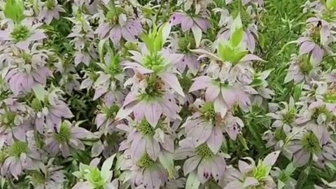 SPOTTED BERGAMOT AKA SPOTTED BEE BALM