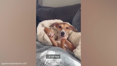 Funny dog eating his own leg