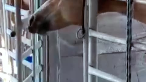 horse opens door for himself