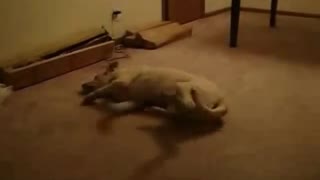 a dog video