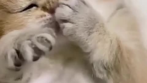 Funny cat video