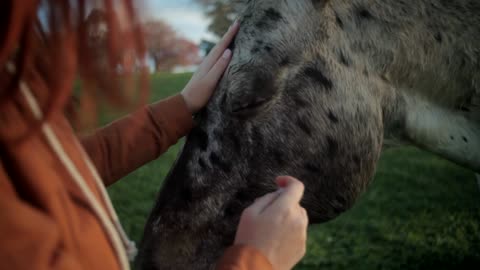 Patting horse