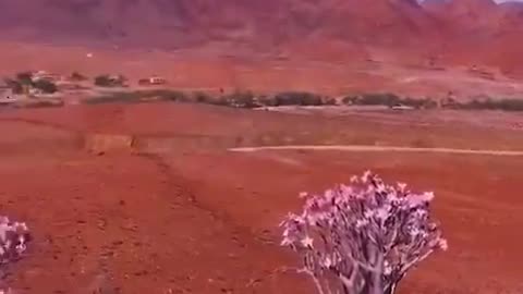 island of Socotra in Yemen