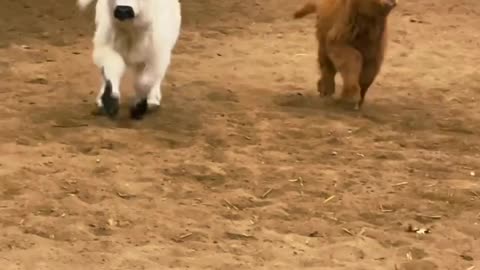 #funny 🐄cows little🐮🐮🐮 😍🥰😍🥰👍❣️❣️❣️