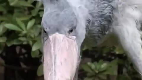 <> Shoebill Stork <>