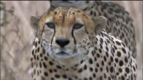 Amazing Cheetah Chase Compilation-20