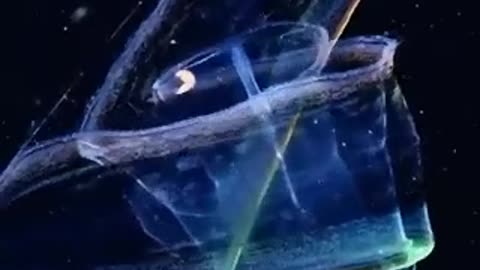 Venus Belt Fish~ It Is An Invertebrate Marine Animal That Has A Shape Of A Long Transparent Ribbon