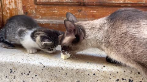 Hungry Mother Cat isn’t sharing food with her own kitten.