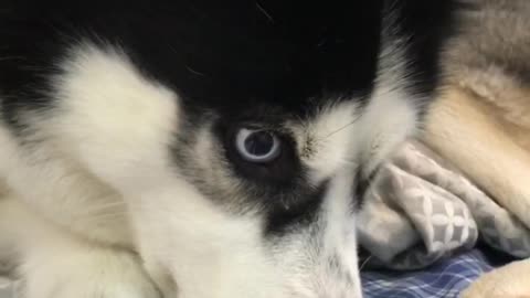 Crazy husky Sam