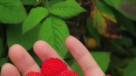 🍓 tasty fruit