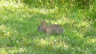 A wild hare in the park.