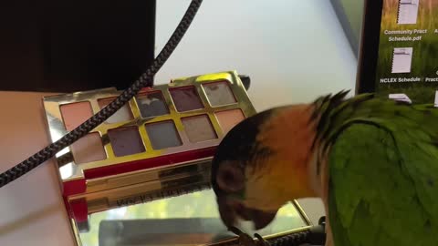 Parrot tries to keep a beat but fails