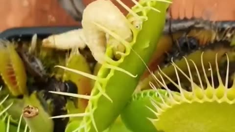 Guess how many worms this Venus Flytrap was able to eat. #carnivorousplant #nature #venusflytrap