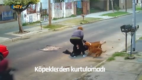 Pitbull sürüsü saldırdı