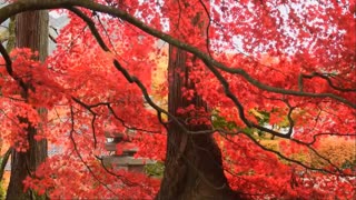 Nature: A Visual Journey Through a Red Leaves Tree
