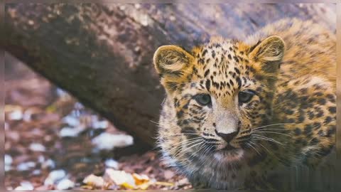 Leopard Cub Baby Leopard Wildlife Wild Animals Nature Leopard Baby Leopard