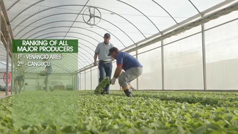 Tobacco production in Brazil