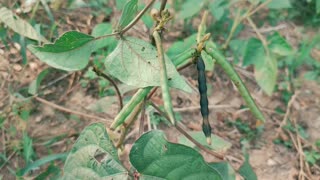 Munggo plant || Mung-bean plant || Munggo harvest