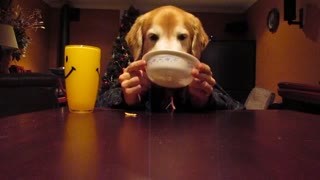 Hilarious Golden Retriever eats with "human hands"