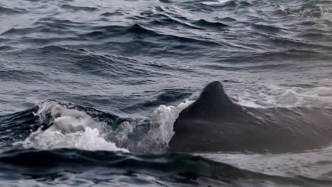 humpback whale megaptera novaeangliae breaches near norway