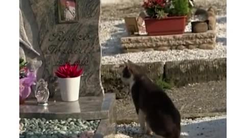 The cat visits its former owner every day, even though he has been dead for two years