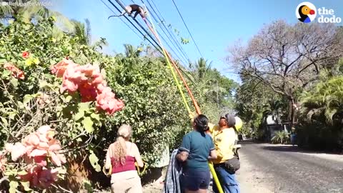 Anteater Rescued From Power Line | The Dodo