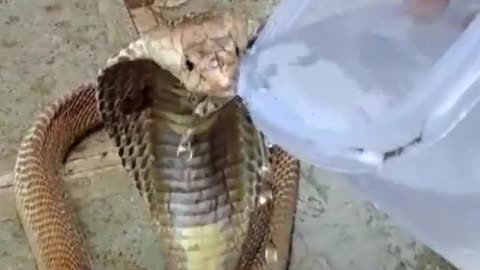 King Cobra Snake drinking water from human