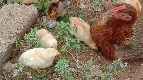 Cute baby chiks and mother hen #viralvideo #follow #subscribe
