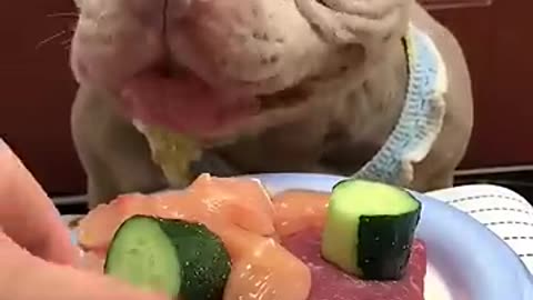 Cut Dog Eating