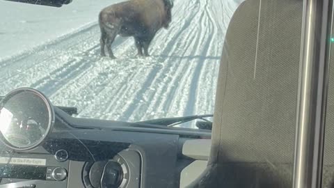 Bison Throws A Tantrum