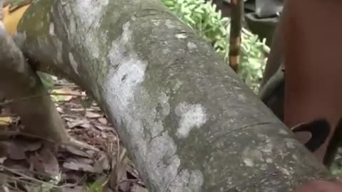 INCREDIBLE TECHNIQUE TO EXTRACT CINNAMON FROM RAW TREE