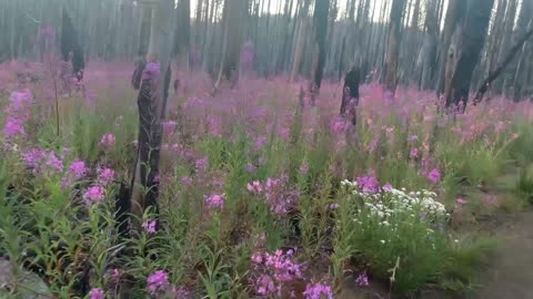 Good Morning and Have a Blessed Day from the flowers on the Pacific Crest Trail