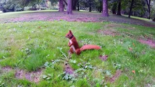 Adorable squirrel