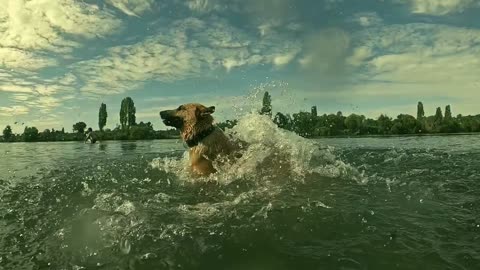DOG PLAYING IN THE WATER