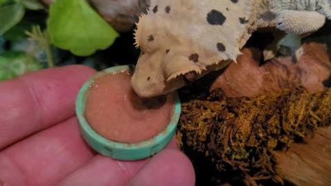 Sergey the crested gecko eats again
