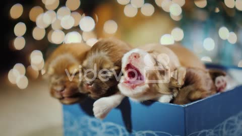 baby dog sleep puppies in bed