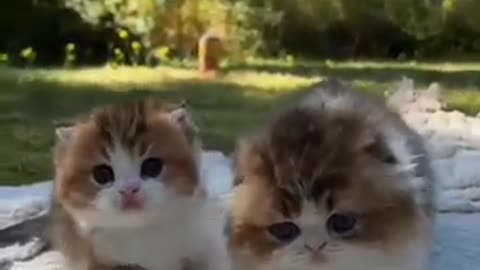 Cute cats