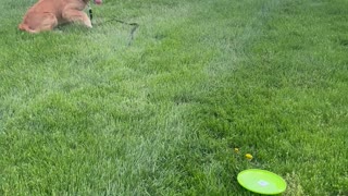 Nala the Golden Puppy Falls Trying to Catch Frisbee