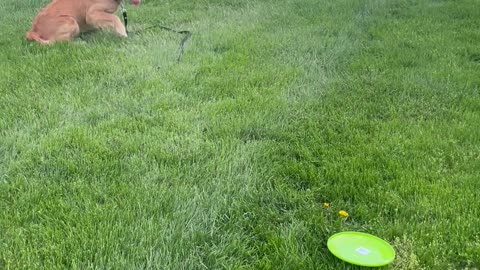 Nala the Golden Puppy Falls Trying to Catch Frisbee