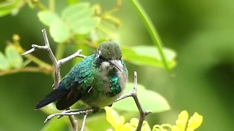 Kingfishers are so beautiful